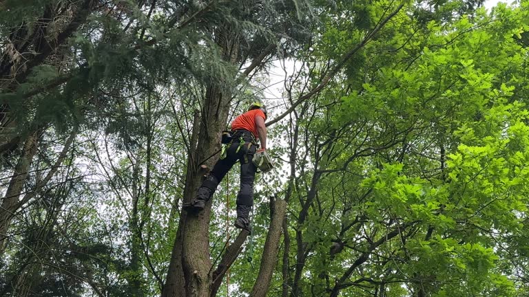 Best Lot and Land Clearing  in Mount Holly, NC