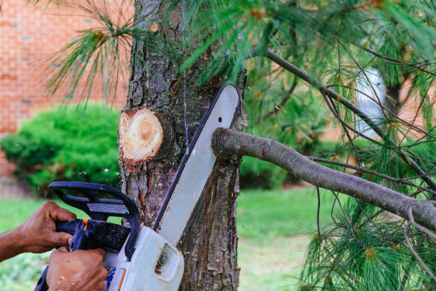 Best Palm Tree Trimming  in Mount Holly, NC